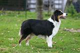 BERGER AUSTRALIEN 940